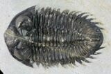 Coltraneia Trilobite Fossil - Huge Faceted Eyes #165852-2